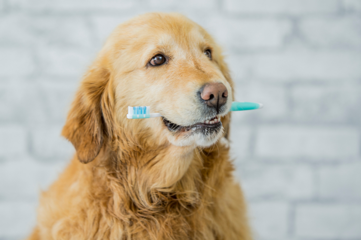 A Dog Holding a Toothbrush in its mouth