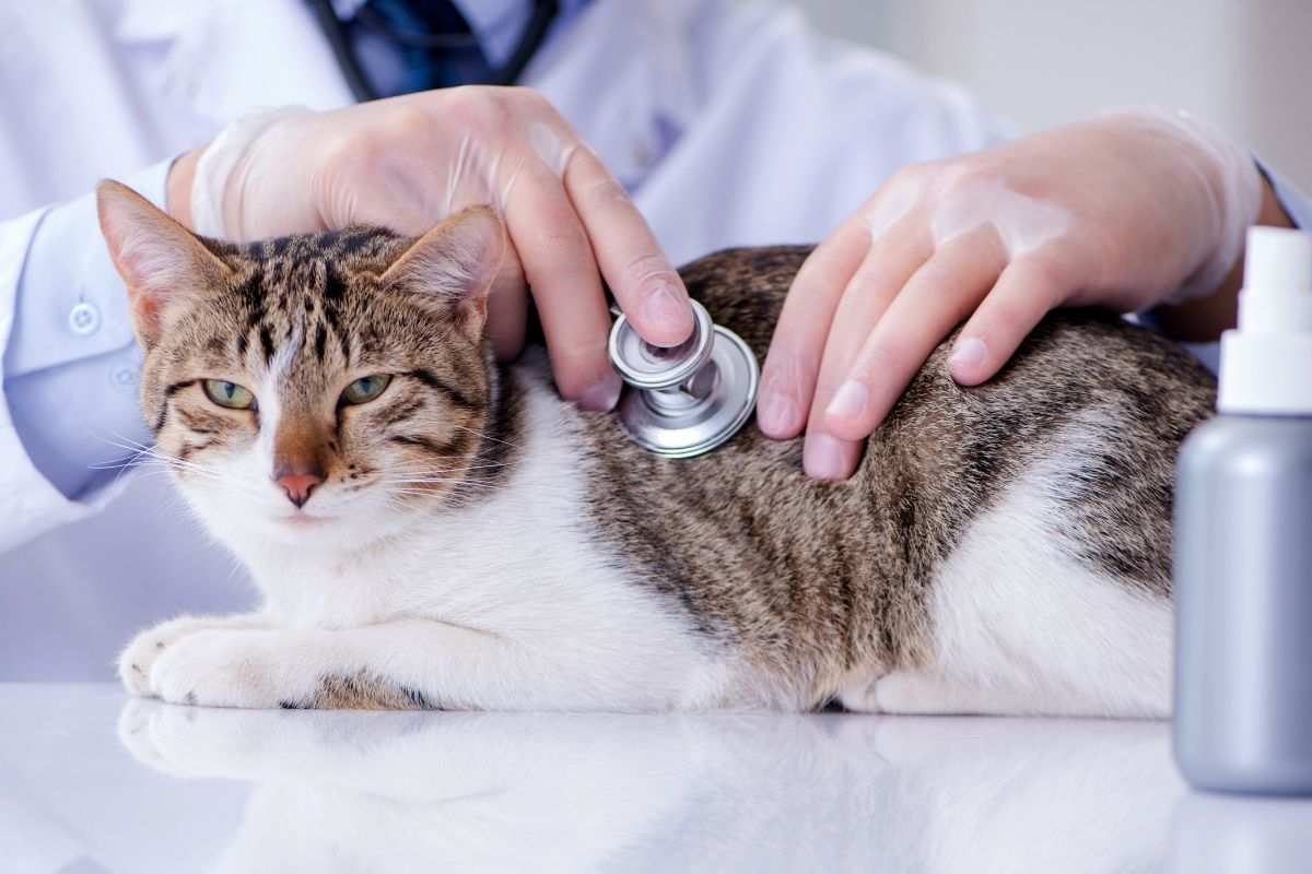 A Veterinarian Examining a Cat