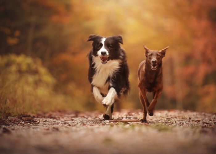 Two Dogs Running on a Path