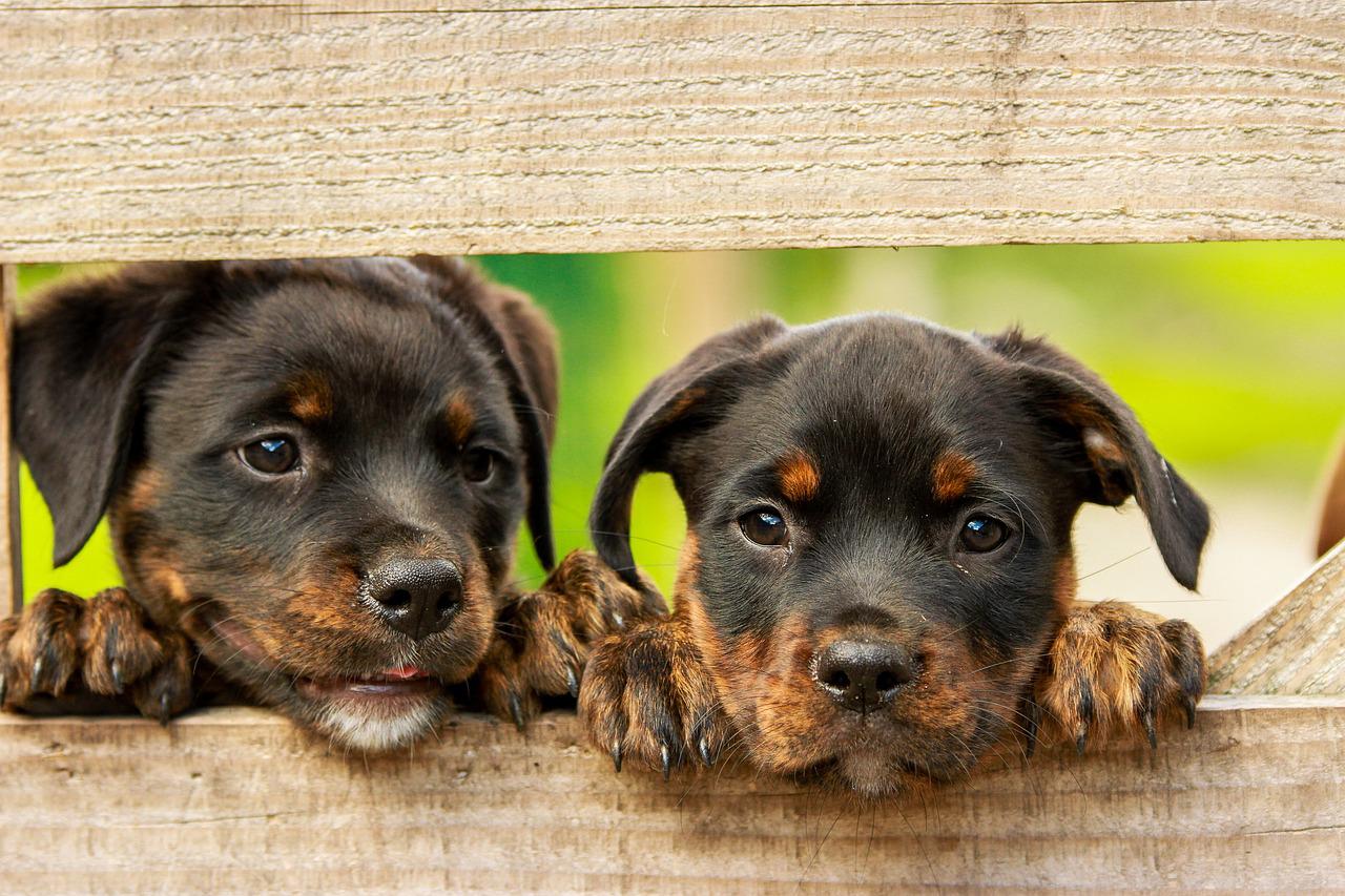 Puppies Leaning on a Fence