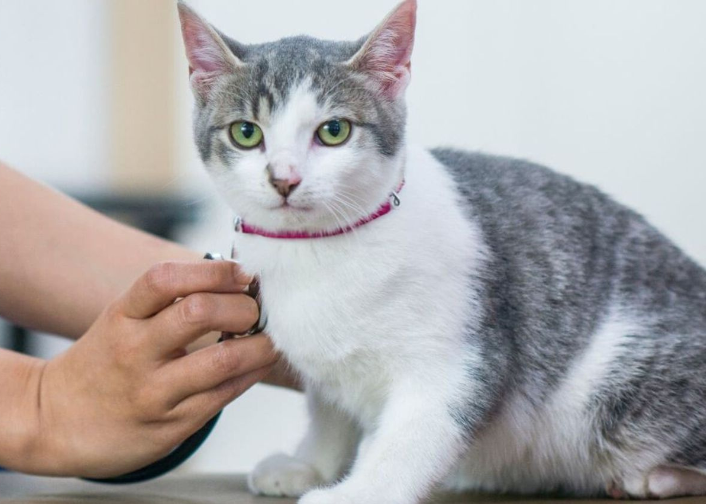A cat is being examined by a veterinarian