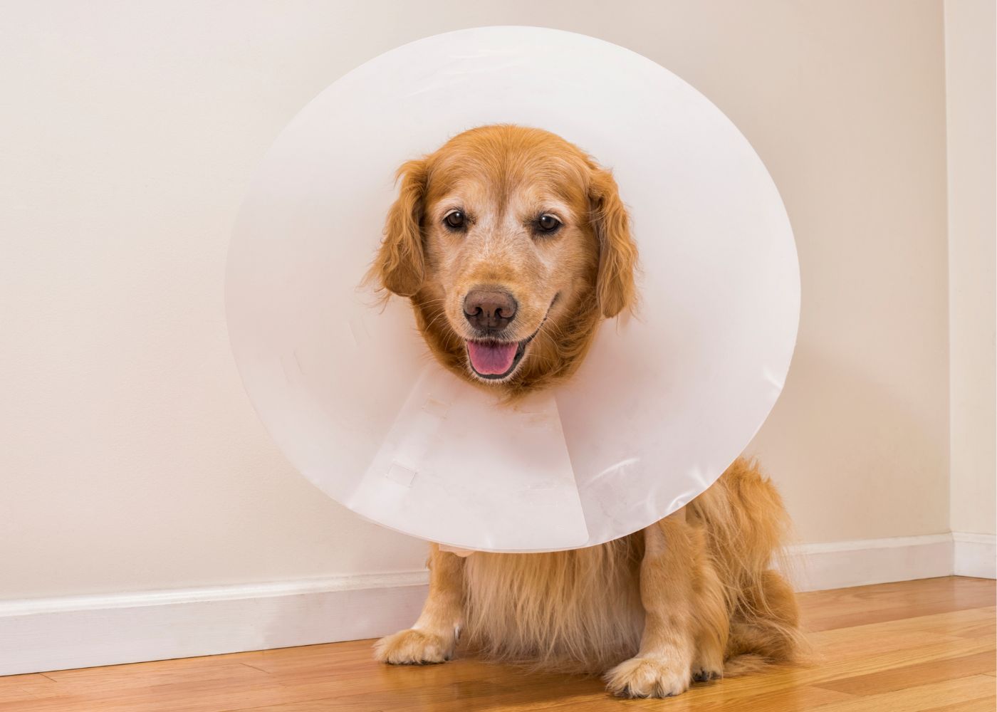 A dog wearing a protective cone