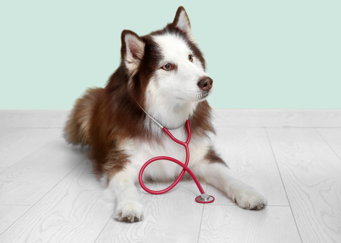 A dog with a stethoscope around its neck